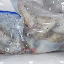 第二龍勢丸 釣果