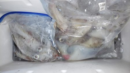 第二龍勢丸 釣果