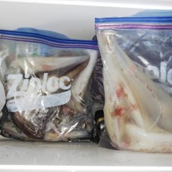 第二龍勢丸 釣果