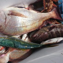 美宝丸 釣果