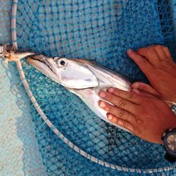 シースナイパー海龍 釣果