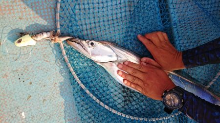 シースナイパー海龍 釣果