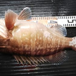 第二龍勢丸 釣果