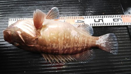 第二龍勢丸 釣果