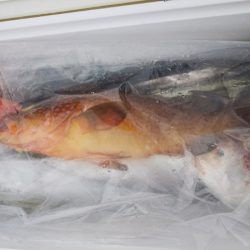 第二龍勢丸 釣果