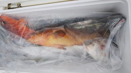 第二龍勢丸 釣果