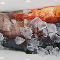 第二龍勢丸 釣果