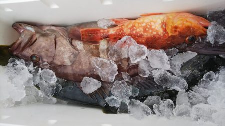 第二龍勢丸 釣果