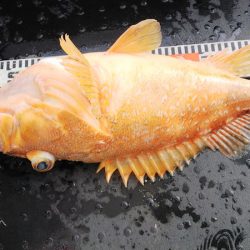 第二龍勢丸 釣果