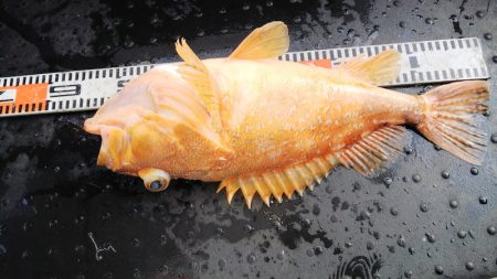 第二龍勢丸 釣果