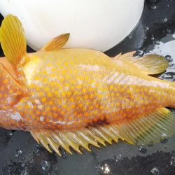 第二龍勢丸 釣果