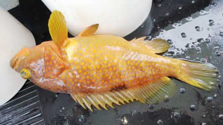 第二龍勢丸 釣果