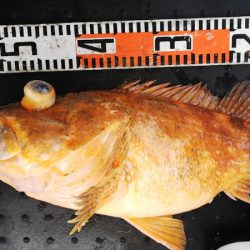 第二龍勢丸 釣果