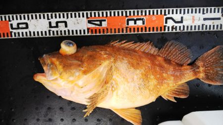 第二龍勢丸 釣果