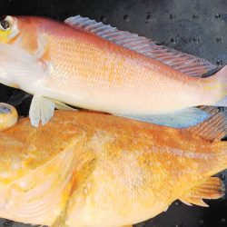 第二龍勢丸 釣果