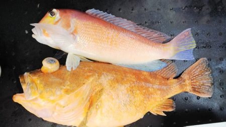 第二龍勢丸 釣果