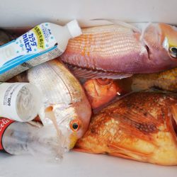 第二龍勢丸 釣果