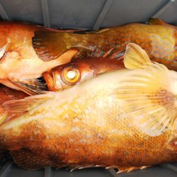 第二龍勢丸 釣果