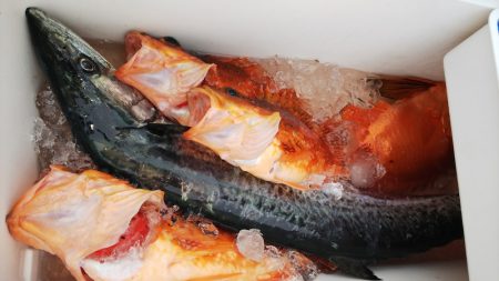 第二龍勢丸 釣果