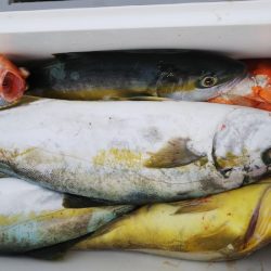 第二龍勢丸 釣果