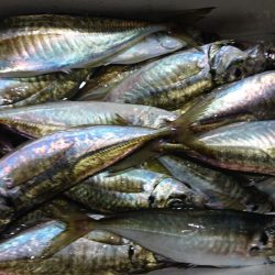 シースナイパー海龍 釣果