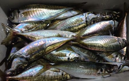 シースナイパー海龍 釣果