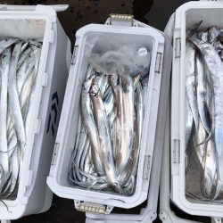 フィッシング キッタカ 釣果