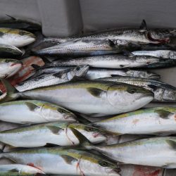 浜栄丸 釣果