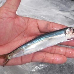 ブルースフィッシングサービス 釣果