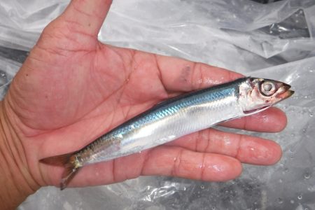 ブルースフィッシングサービス 釣果