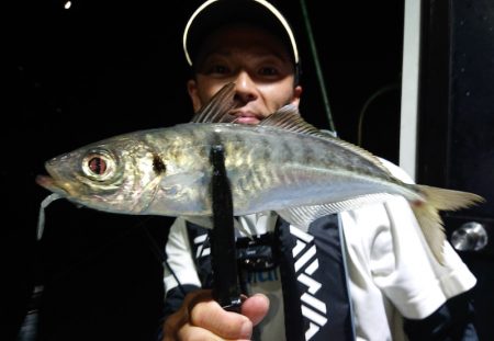 シースナイパー海龍 釣果