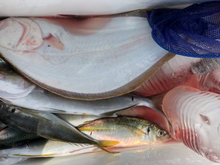丸万釣船 釣果