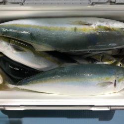 第二八坂丸 釣果