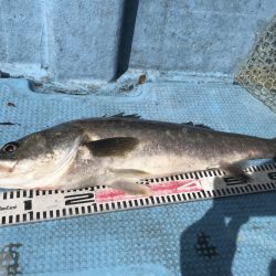 アマテラス 釣果