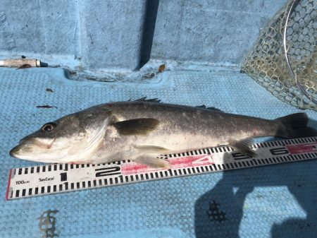 アマテラス 釣果