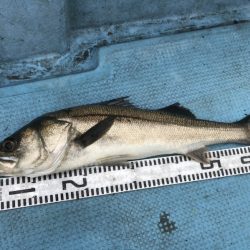 アマテラス 釣果