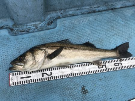 アマテラス 釣果