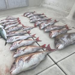 遊漁船メテオ 釣果