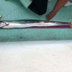 ヤザワ渡船 釣果