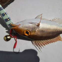 光生丸 釣果
