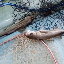 アマテラス 釣果