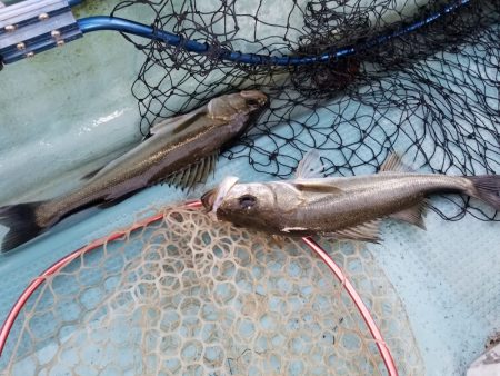 アマテラス 釣果