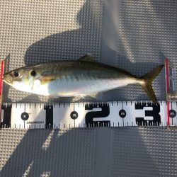 Chase（チェイス） 釣果