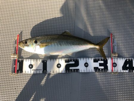 Chase（チェイス） 釣果