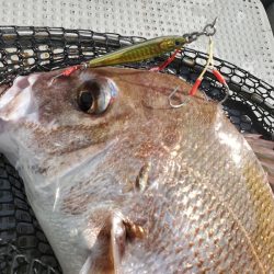 サンマリン 釣果