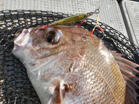 サンマリン 釣果