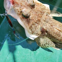 サンマリン 釣果