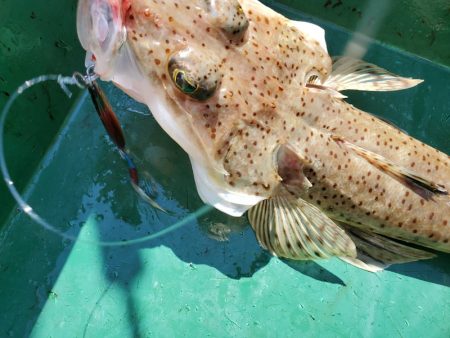 サンマリン 釣果