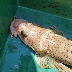 サンマリン 釣果