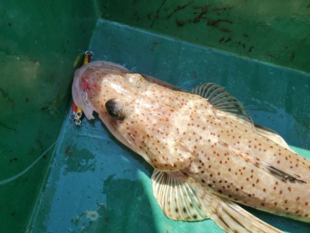 サンマリン 釣果